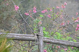 20160403　桜と鳥-5